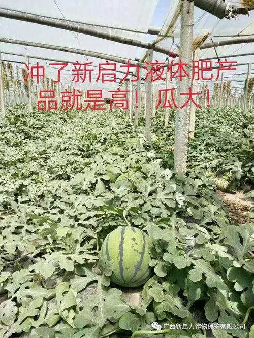 新瓜最新爆料广西,揭秘背后惊人真相!” 第2张 新瓜最新爆料广西,揭秘背后惊人真相!” 第2张